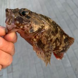 管釣りタックルでメバリング