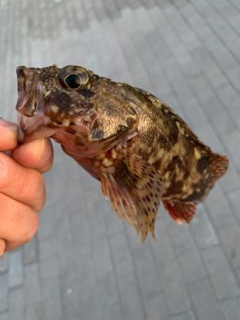 管釣りタックルでメバリング