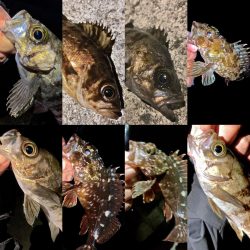 やっと春を告げてくれた