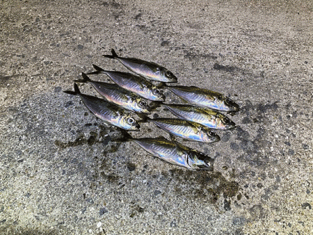 瀬戸内の島アジング（2020-2)