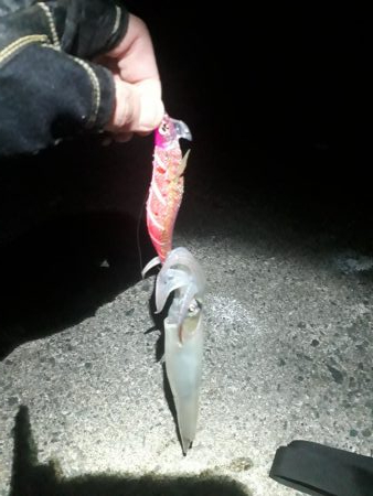 ヤリイカエギング