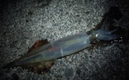 やっぱりイカnight！