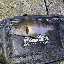 二見メバリング(2020-7)