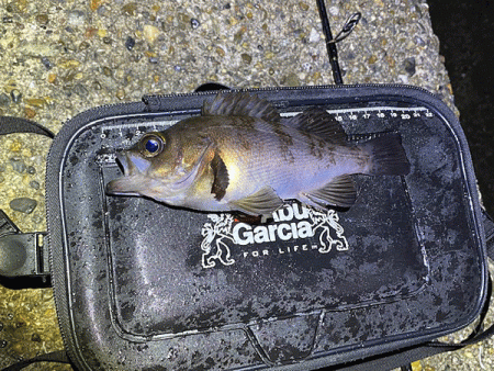 二見メバリング(2020-7)