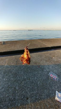 アラカブ(ガシラ)天国