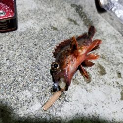 アジングin田ノ浦