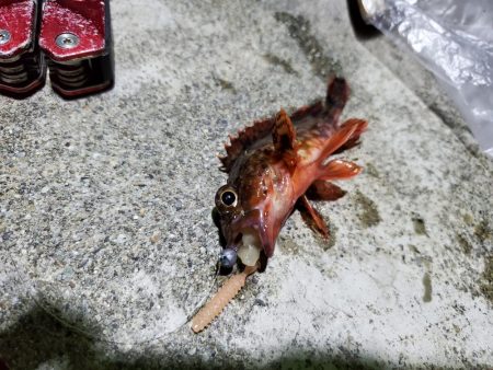 アジングin田ノ浦