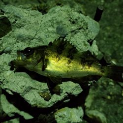 アジングとメバリング