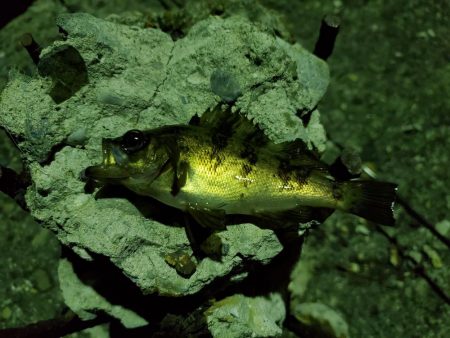 アジングとメバリング