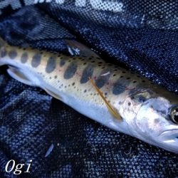 揖保川支流で今シーズン一の釣果