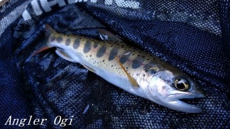 揖保川支流で今シーズン一の釣果