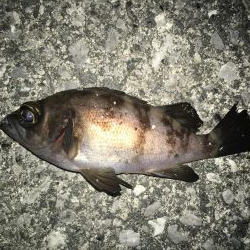 連日メバリング