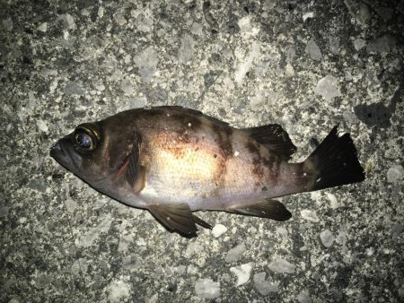 連日メバリング