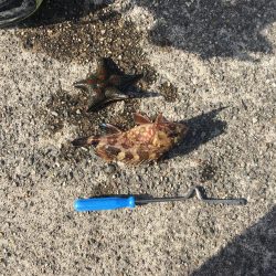 夜カサゴ、朝カサゴ、昼カレイ