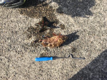 夜カサゴ、朝カサゴ、昼カレイ