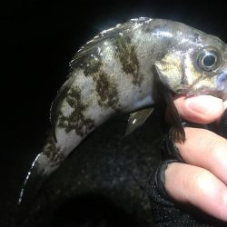 ホンマついてない…