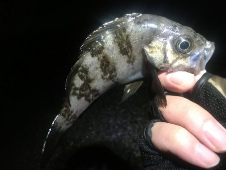 ホンマついてない…