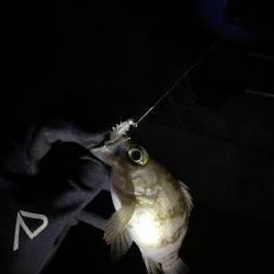 しぶしぶのしぶ