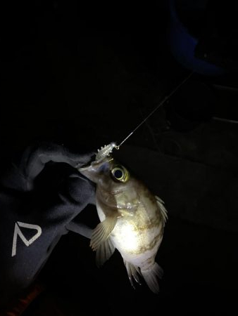 しぶしぶのしぶ