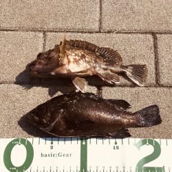 ダートアクションを習得