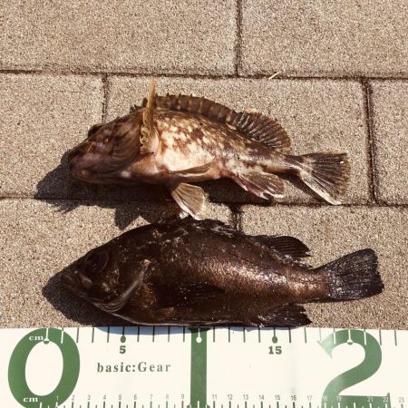 ダートアクションを習得