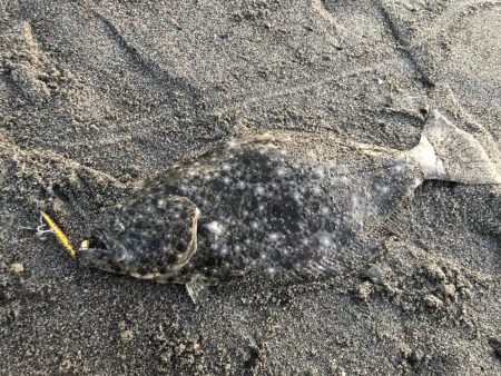 初サーフで良型のヒラメ