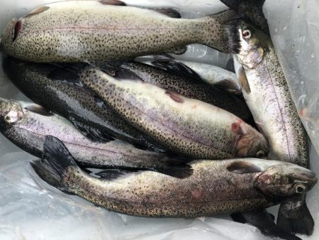 初めての管理釣り場