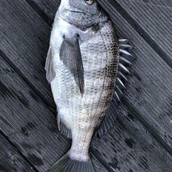 イチノ兄弟、釣果!