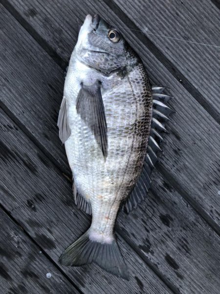 イチノ兄弟、釣果!