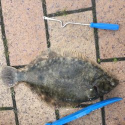 クラゲ時々カレイ