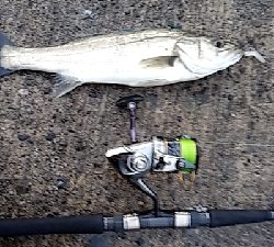 連発するものの・・