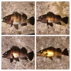 メバリング1835〜2035