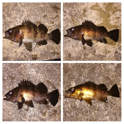 メバリング1835〜2035