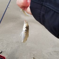 今年、初釣り‼️