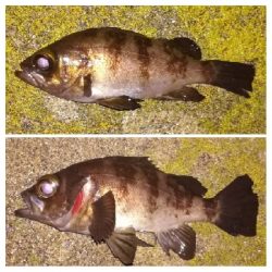 メバリング1900〜2032