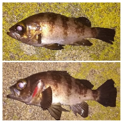 メバリング1900〜2032