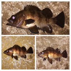 メバリング1840〜2018