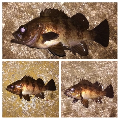 メバリング1840〜2018