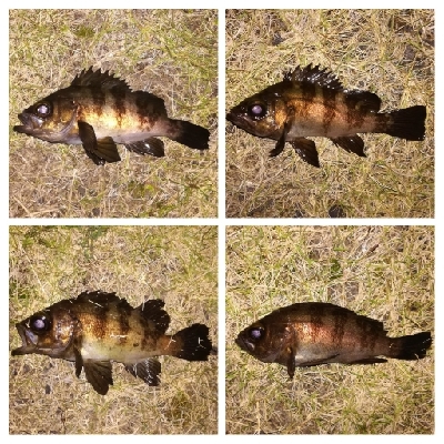 メバリング1840〜1935 2105〜2148