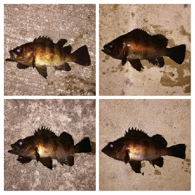 メバリング1940〜2031