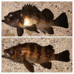 メバリング1835〜2048