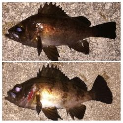 メバリング1905〜2025