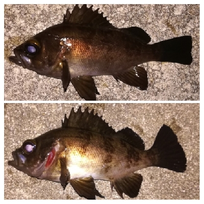 メバリング1905〜2025