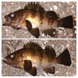 メバリング1905〜1934 2105〜2149