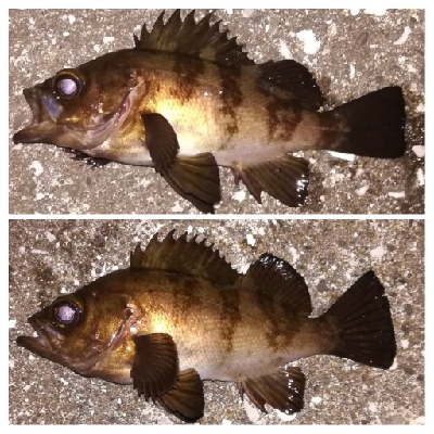 メバリング1905〜1934 2105〜2149