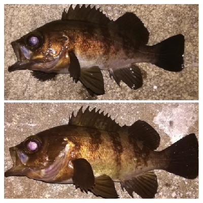 メバリング1855〜2050