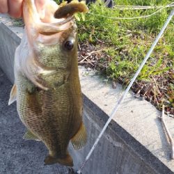 紀の川釣行！！