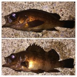 メバリング1855〜2015