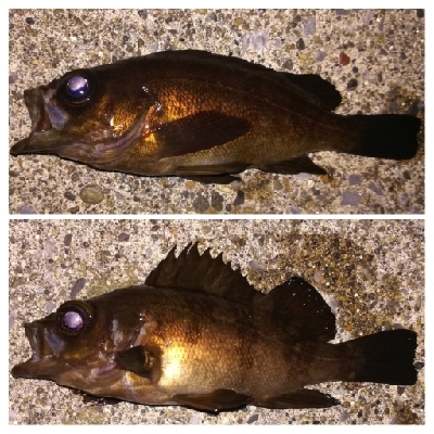 メバリング1855〜2015