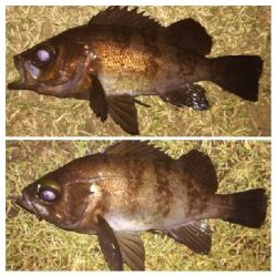 メバリング1840〜1920 2110〜2140